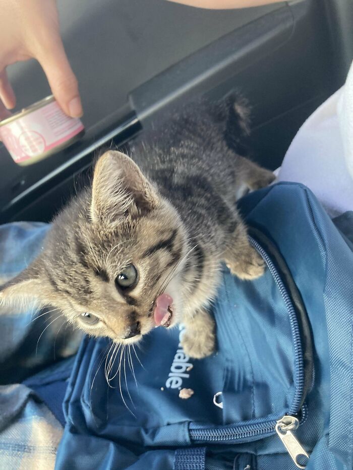 50 Wholesome Pics Of Rescued Pets Discovering Love, One Paw At A Time (September Edition) 50 Wholesome Pics Of Rescued Pets Discovering Love, One Paw At A Time (September Edition)