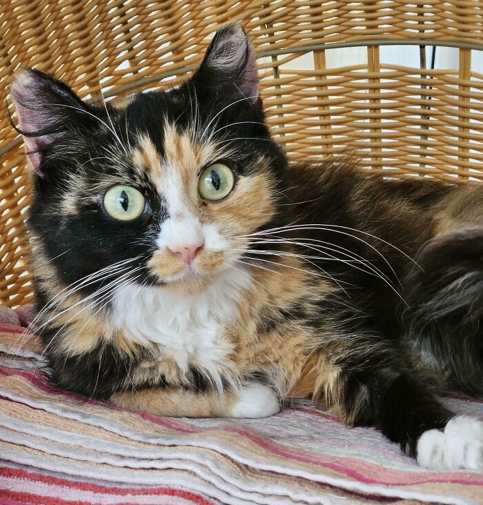 50 Wholesome Pics Of Rescued Pets Discovering Love, One Paw At A Time (September Edition) 50 Wholesome Pics Of Rescued Pets Discovering Love, One Paw At A Time (September Edition)