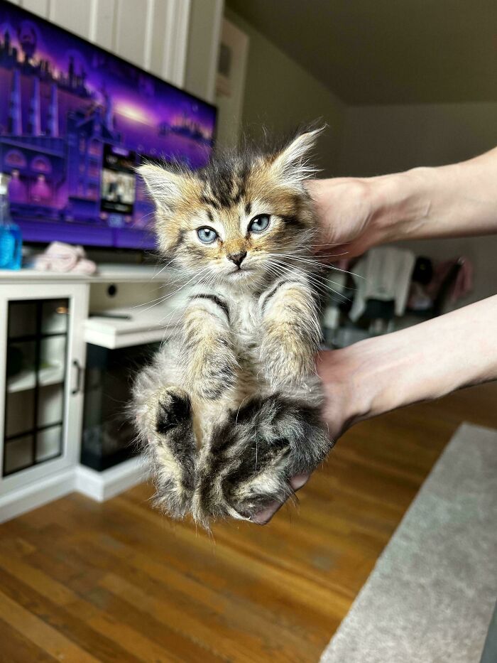 50 Wholesome Pics Of Rescued Pets Discovering Love, One Paw At A Time (September Edition) 50 Wholesome Pics Of Rescued Pets Discovering Love, One Paw At A Time (September Edition)