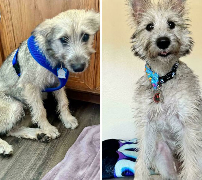 50 Wholesome Pics Of Rescued Pets Discovering Love, One Paw At A Time (September Edition) 50 Wholesome Pics Of Rescued Pets Discovering Love, One Paw At A Time (September Edition)