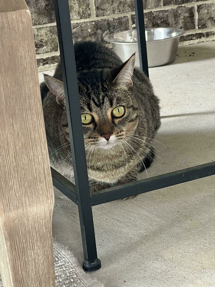 50 Wholesome Pics Of Rescued Pets Discovering Love, One Paw At A Time (September Edition) 50 Wholesome Pics Of Rescued Pets Discovering Love, One Paw At A Time (September Edition)