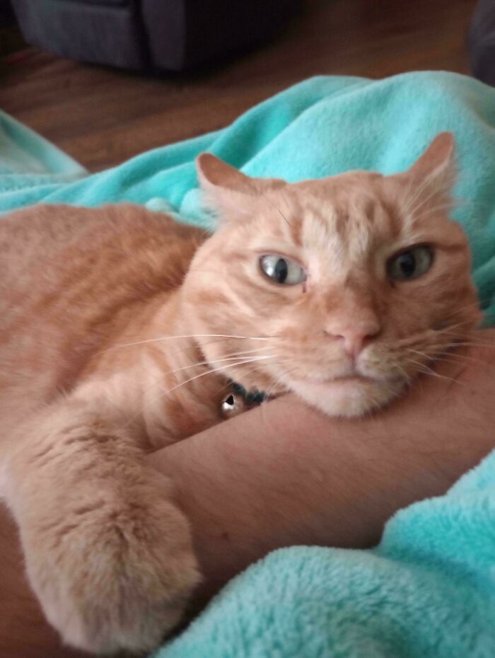 50 Wholesome Pics Of Rescued Pets Discovering Love, One Paw At A Time (September Edition) 50 Wholesome Pics Of Rescued Pets Discovering Love, One Paw At A Time (September Edition)