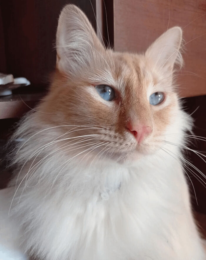 50 Wholesome Pics Of Rescued Pets Discovering Love, One Paw At A Time (September Edition) 50 Wholesome Pics Of Rescued Pets Discovering Love, One Paw At A Time (September Edition)