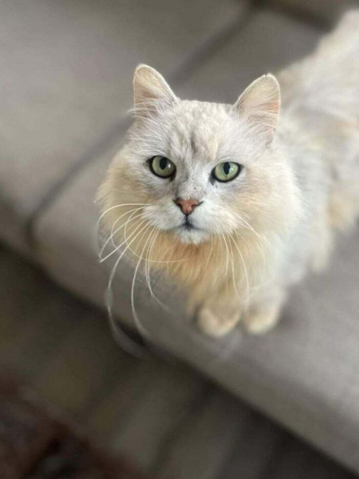 50 Wholesome Pics Of Rescued Pets Discovering Love, One Paw At A Time (September Edition) 50 Wholesome Pics Of Rescued Pets Discovering Love, One Paw At A Time (September Edition)