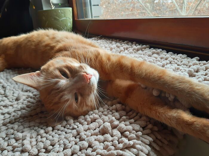 Hey Pandas, Post Your Funny Or Adorable Cat Pictures That You Took