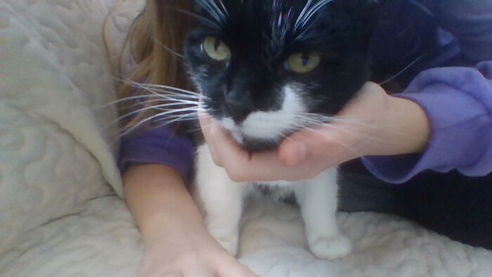 Hey Pandas, Post Your Funny Or Adorable Cat Pictures That You Took