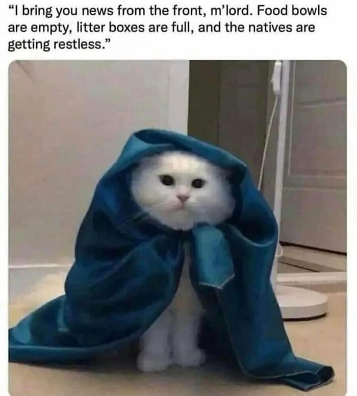 “Stuff With Cats”: 50 Silly Cat Memes To Make You Smile “Stuff With Cats”: 50 Silly Cat Memes To Make You Smile