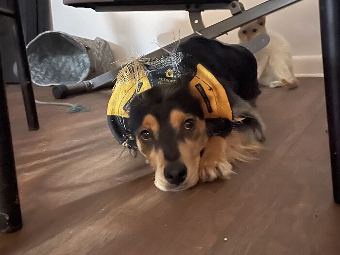 Hey Pandas, Share A Picture To That Might Brighten Someone’s Mood (Closed) Hey Pandas, Share A Picture To That Might Brighten Someone’s Mood (Closed)