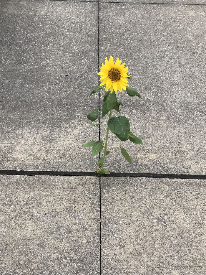 Hey Pandas, Share A Picture To That Might Brighten Someone’s Mood (Closed) Hey Pandas, Share A Picture To That Might Brighten Someone’s Mood (Closed)