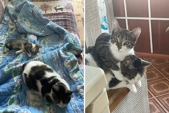 30 Wholesome Pics Of Kittens Growing Into Cats, As Shared On The “Cat Grows” Group (New Pics) 30 Wholesome Pics Of Kittens Growing Into Cats, As Shared On The “Cat Grows” Group (New Pics)