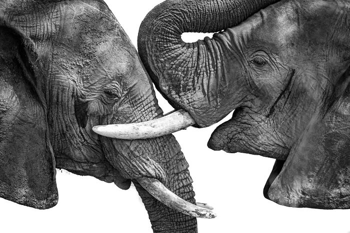 Photographer Takes Breathtaking Wildlife Close-Ups That Showcase The Beauty Of The Animal Kingdom (39 Pics)