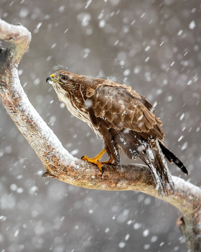 Photographer Takes Breathtaking Wildlife Close-Ups That Showcase The Beauty Of The Animal Kingdom (39 Pics)