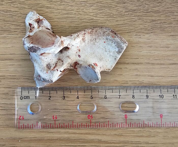 49 Times Crows Were Seen Doing Scarily Smart Things 49 Times Crows Were Seen Doing Scarily Smart Things