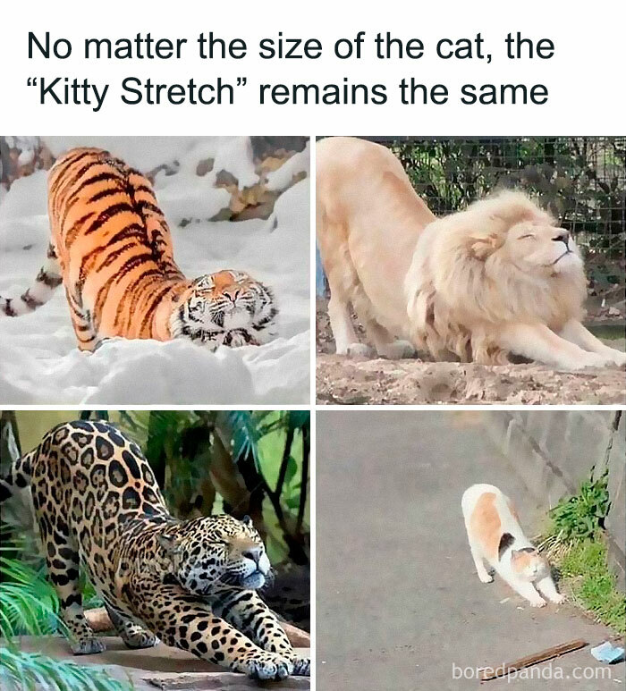 50 Times Animals Were So Unintentionally Hilarious, They Were Turned Into Memes (New Pics) 50 Times Animals Were So Unintentionally Hilarious, They Were Turned Into Memes (New Pics)