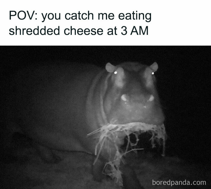 50 Times Animals Were So Unintentionally Hilarious, They Were Turned Into Memes (New Pics) 50 Times Animals Were So Unintentionally Hilarious, They Were Turned Into Memes (New Pics)