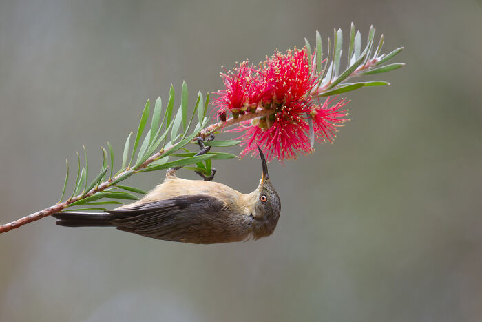 The Top 30 Photos From The SINWP Bird Photographer Of The Year 2024 The Top 30 Photos From The SINWP Bird Photographer Of The Year 2024
