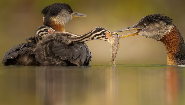 The Top 30 Photos From The SINWP Bird Photographer Of The Year 2024 The Top 30 Photos From The SINWP Bird Photographer Of The Year 2024