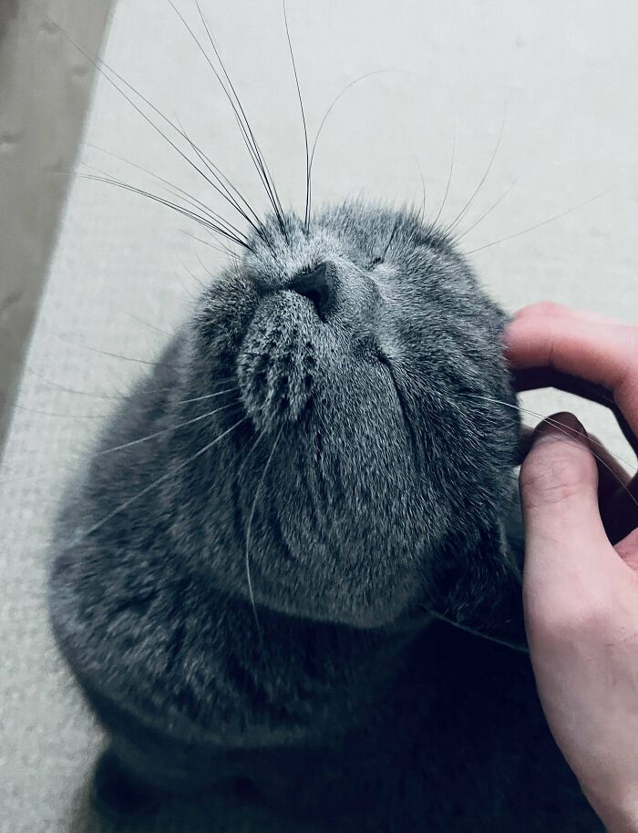 50 Times People Adopted Pets From A Shelter And It Was Their Best Decision Ever (January Edition) 50 Times People Adopted Pets From A Shelter And It Was Their Best Decision Ever (January Edition)