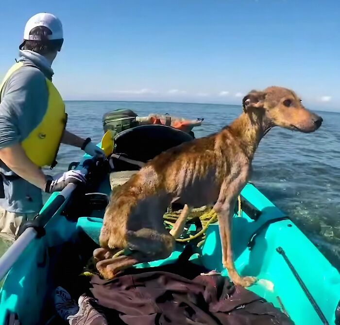 Man Discovers Stranded Dog On Remote Island And Changes His Life Forever Man Discovers Stranded Dog On Remote Island And Changes His Life Forever