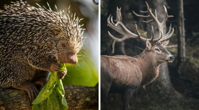 Pick Your Poison: Vote On The Wild Animal You’d Rather Come Across In A Forest