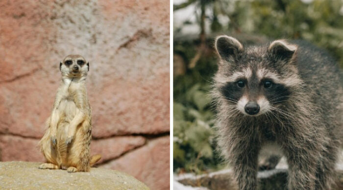 Pick Your Poison: Vote On The Wild Animal You’d Rather Come Across In A Forest