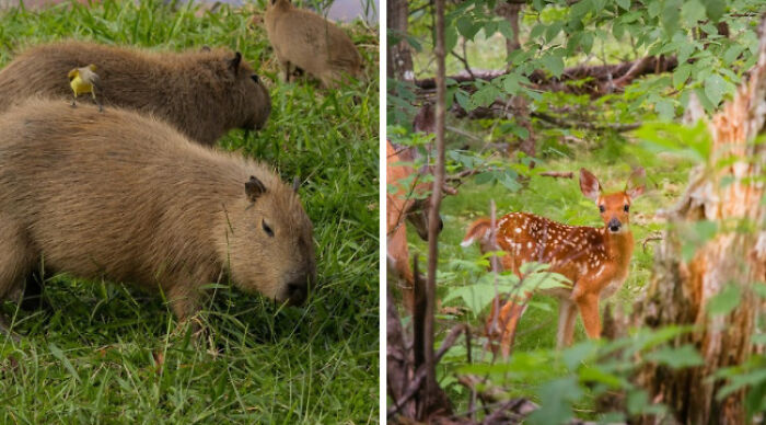 Pick Your Poison: Vote On The Wild Animal You’d Rather Come Across In A Forest Pick Your Poison: Vote On The Wild Animal You’d Rather Come Across In A Forest