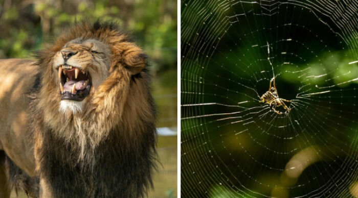 Pick Your Poison: Vote On The Wild Animal You’d Rather Come Across In A Forest