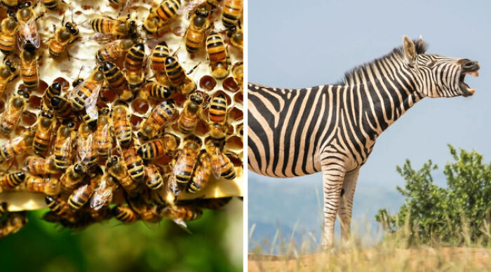Pick Your Poison: Vote On The Wild Animal You’d Rather Come Across In A Forest