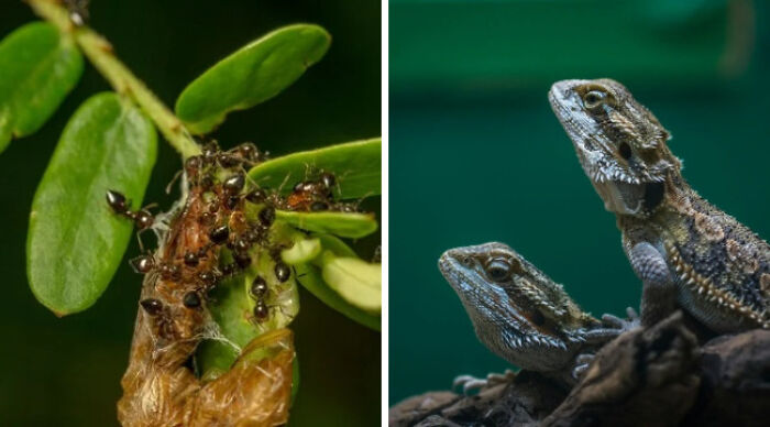 Pick Your Poison: Vote On The Wild Animal You’d Rather Come Across In A Forest Pick Your Poison: Vote On The Wild Animal You’d Rather Come Across In A Forest