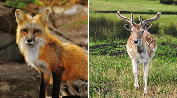 Pick Your Poison: Vote On The Wild Animal You’d Rather Come Across In A Forest Pick Your Poison: Vote On The Wild Animal You’d Rather Come Across In A Forest
