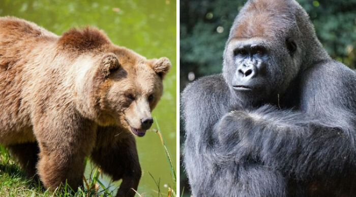 Pick Your Poison: Vote On The Wild Animal You’d Rather Come Across In A Forest