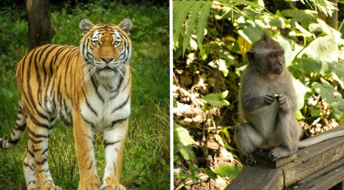 Pick Your Poison: Vote On The Wild Animal You’d Rather Come Across In A Forest
