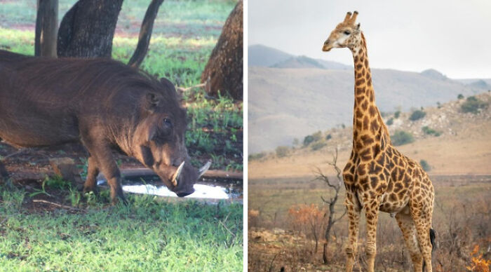 Pick Your Poison: Vote On The Wild Animal You’d Rather Come Across In A Forest Pick Your Poison: Vote On The Wild Animal You’d Rather Come Across In A Forest