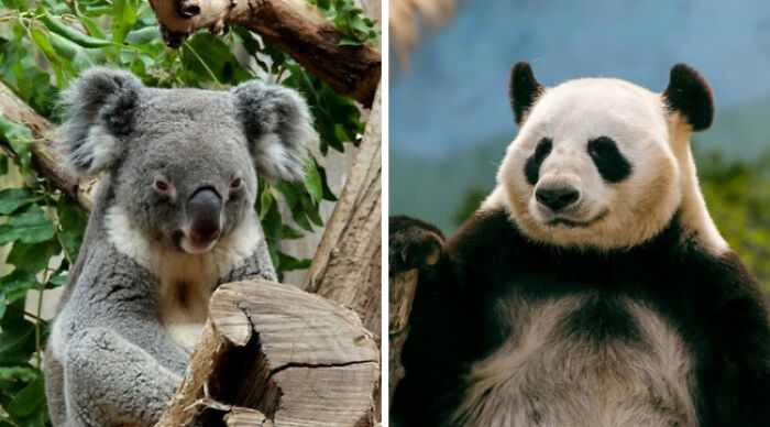 Pick Your Poison: Vote On The Wild Animal You’d Rather Come Across In A Forest Pick Your Poison: Vote On The Wild Animal You’d Rather Come Across In A Forest