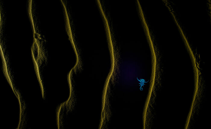 33 Award-Winning Close-Up Shots From The CUPOTY 2024 33 Award-Winning Close-Up Shots From The CUPOTY 2024