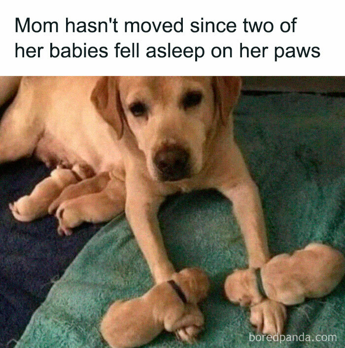 50 Funny Dog Memes For Anyone Who Has A Dog 50 Funny Dog Memes For Anyone Who Has A Dog