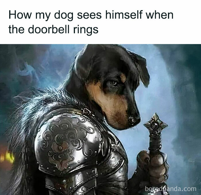 50 Funny Dog Memes For Anyone Who Has A Dog 50 Funny Dog Memes For Anyone Who Has A Dog
