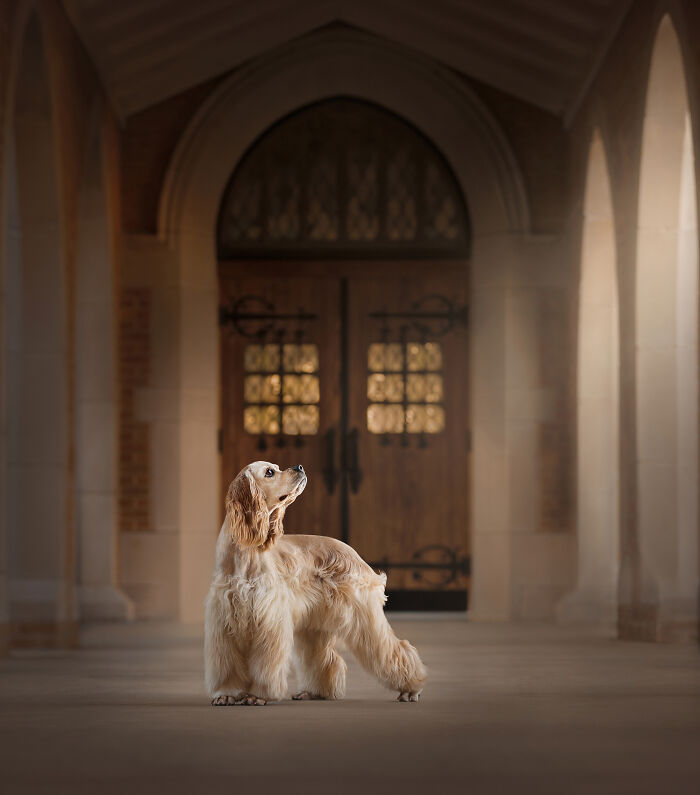 30 Best Images Of 2024 As Announced By The International Pet Photographer Of The Year Awards 30 Best Images Of 2024 As Announced By The International Pet Photographer Of The Year Awards