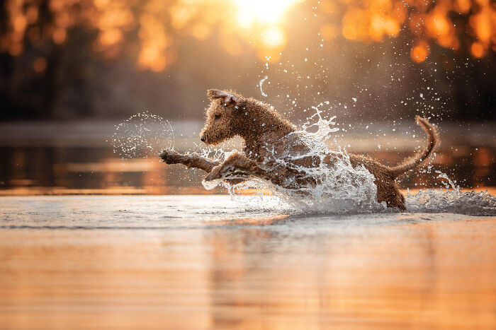 30 Best Images Of 2024 As Announced By The International Pet Photographer Of The Year Awards 30 Best Images Of 2024 As Announced By The International Pet Photographer Of The Year Awards