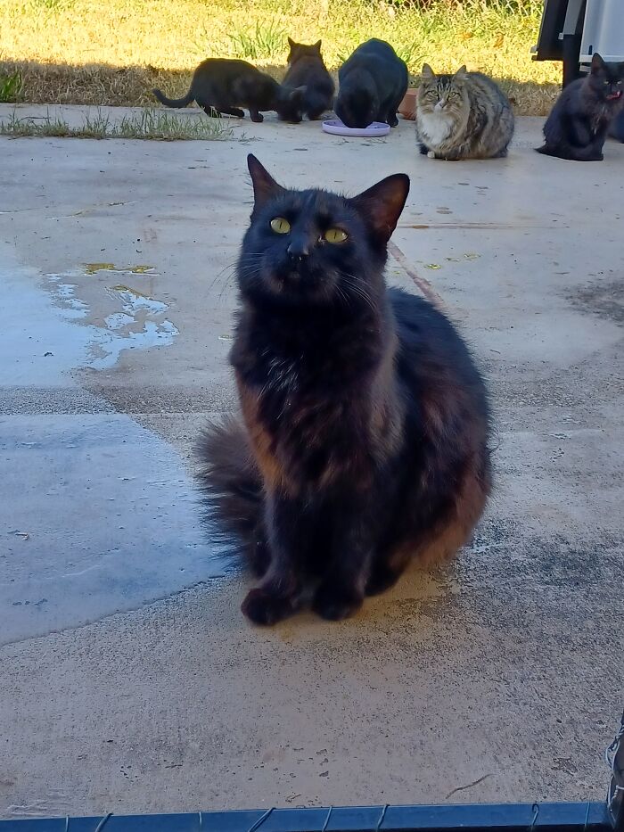 I&#8217;ve Been Caring For The Neighborhood Cats, Could You Help Me Name This Kitten?