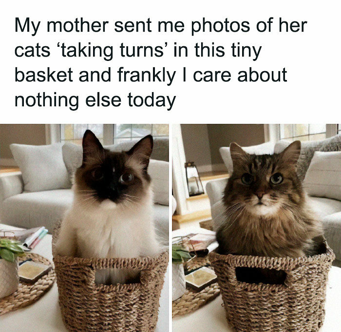 If You Can’t Think Of A Better Way To Spend Your Day Than Looking At Cat Memes, These 142 Pics Are For You If You Can’t Think Of A Better Way To Spend Your Day Than Looking At Cat Memes, These 142 Pics Are For You