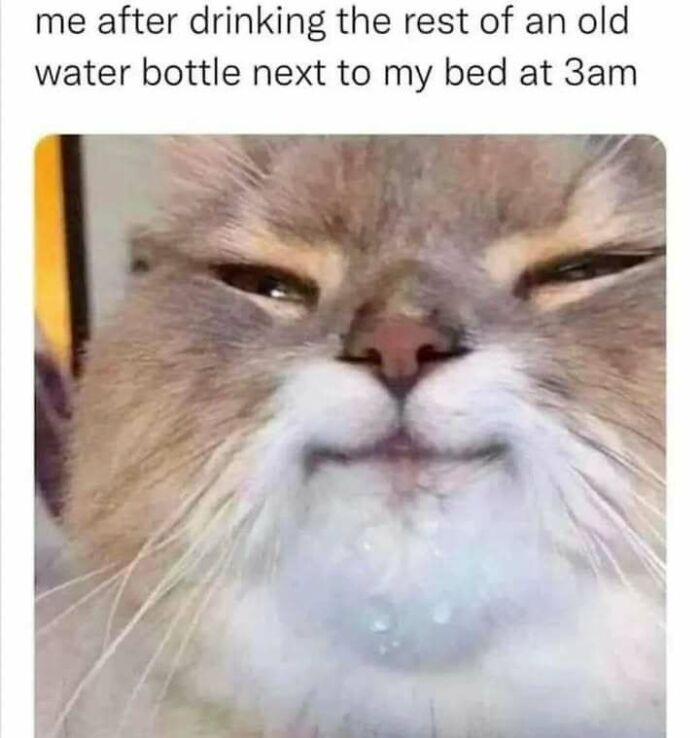 If You Can’t Think Of A Better Way To Spend Your Day Than Looking At Cat Memes, These 142 Pics Are For You If You Can’t Think Of A Better Way To Spend Your Day Than Looking At Cat Memes, These 142 Pics Are For You