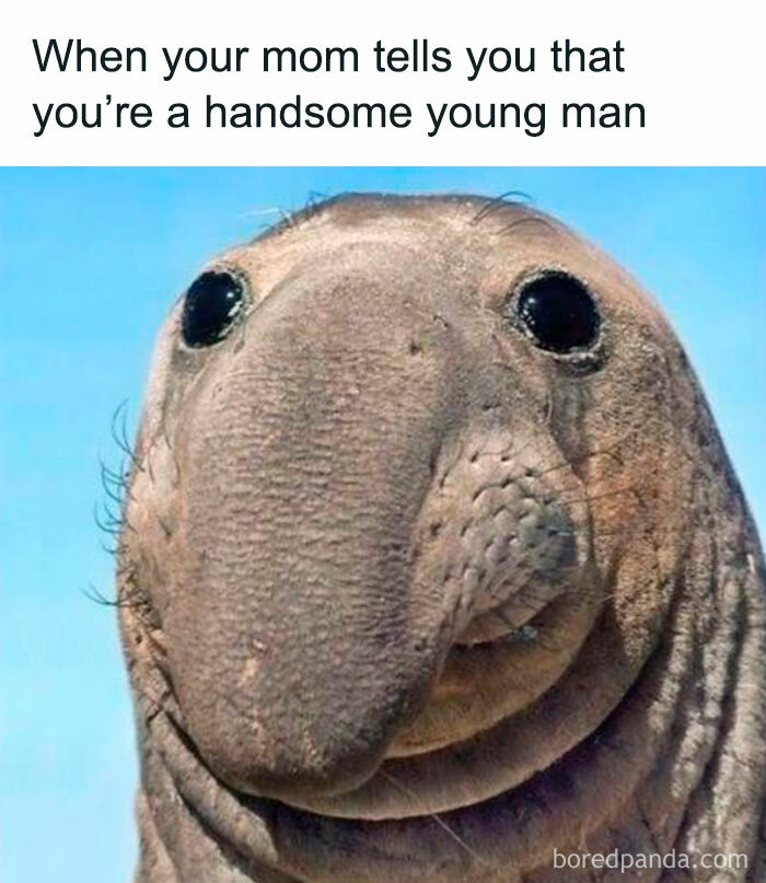 50 Hilarious Memes From ‘Sarcasm Daily’ To Help You Forget Your Problems For A Bit (New Pics)