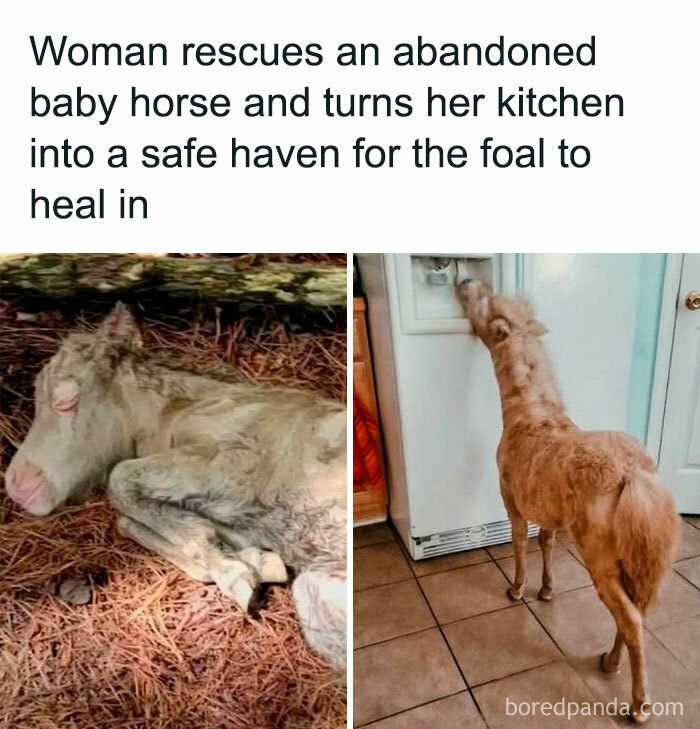 50 “Good News” Stories From “Global Positive News” To Restore Your Faith In Humanity (New Pics) 50 “Good News” Stories From “Global Positive News” To Restore Your Faith In Humanity (New Pics)