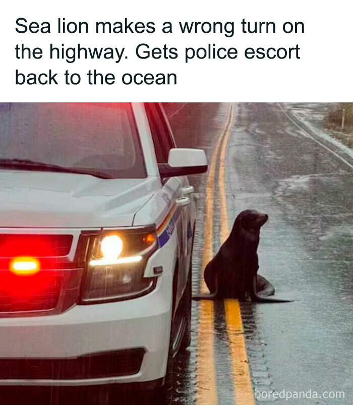 50 “Good News” Stories From “Global Positive News” To Restore Your Faith In Humanity (New Pics) 50 “Good News” Stories From “Global Positive News” To Restore Your Faith In Humanity (New Pics)