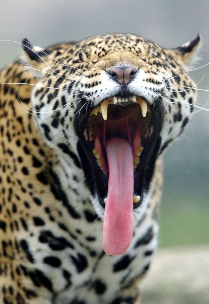 27 Funny Photos That Prove Animals Can Catch Your Yawn