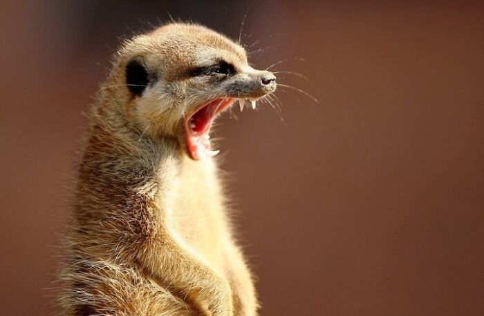 27 Funny Photos That Prove Animals Can Catch Your Yawn