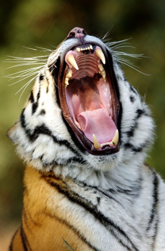 27 Funny Photos That Prove Animals Can Catch Your Yawn