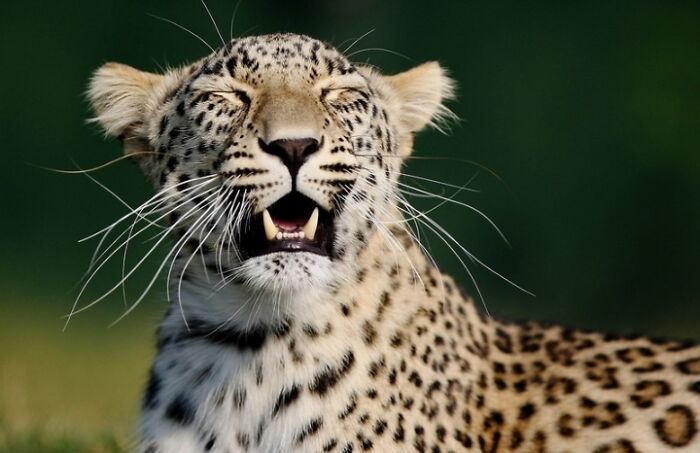 27 Funny Photos That Prove Animals Can Catch Your Yawn