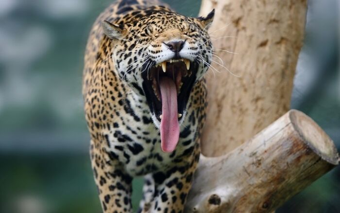 27 Funny Photos That Prove Animals Can Catch Your Yawn